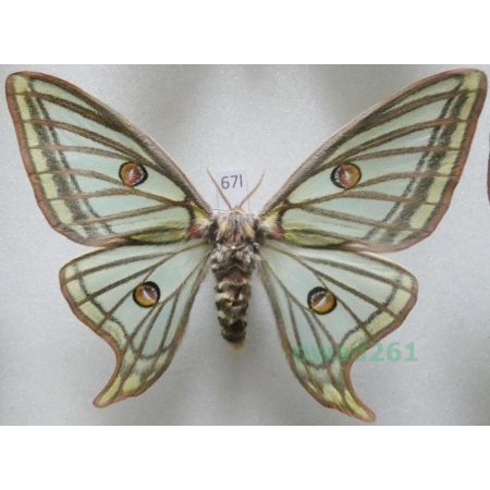 Graellsia isabellae (Graëlls, 1849) female ex. ovo Switzerland 83mm67l